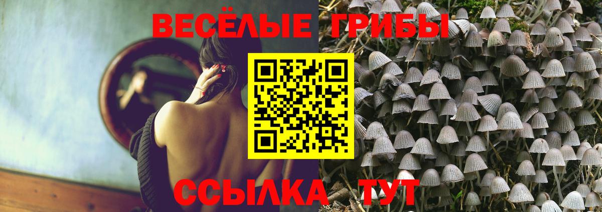 Псилоцибиновые грибы Psilocybe  Вход с VPN  Сибай  Псилоцибиновые грибы Psilocybe 
